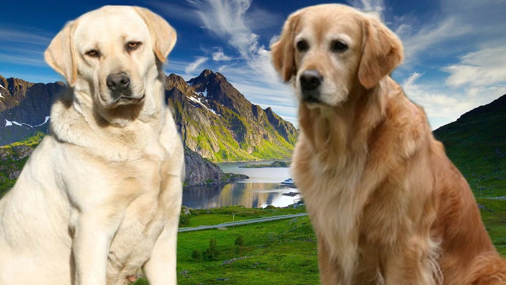 Labrador Retriever and Golden Retriever