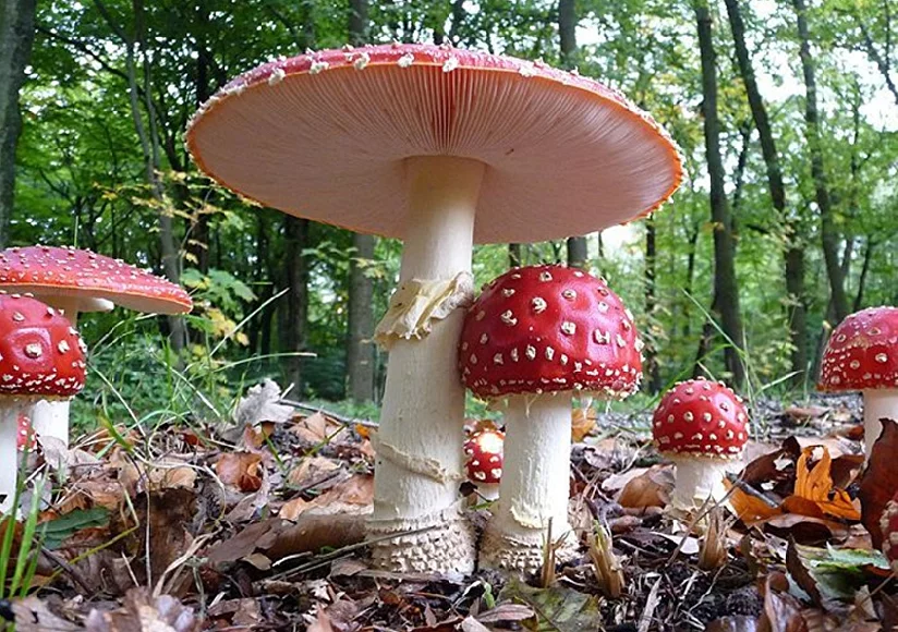 Amanita muscaria - properties and uses