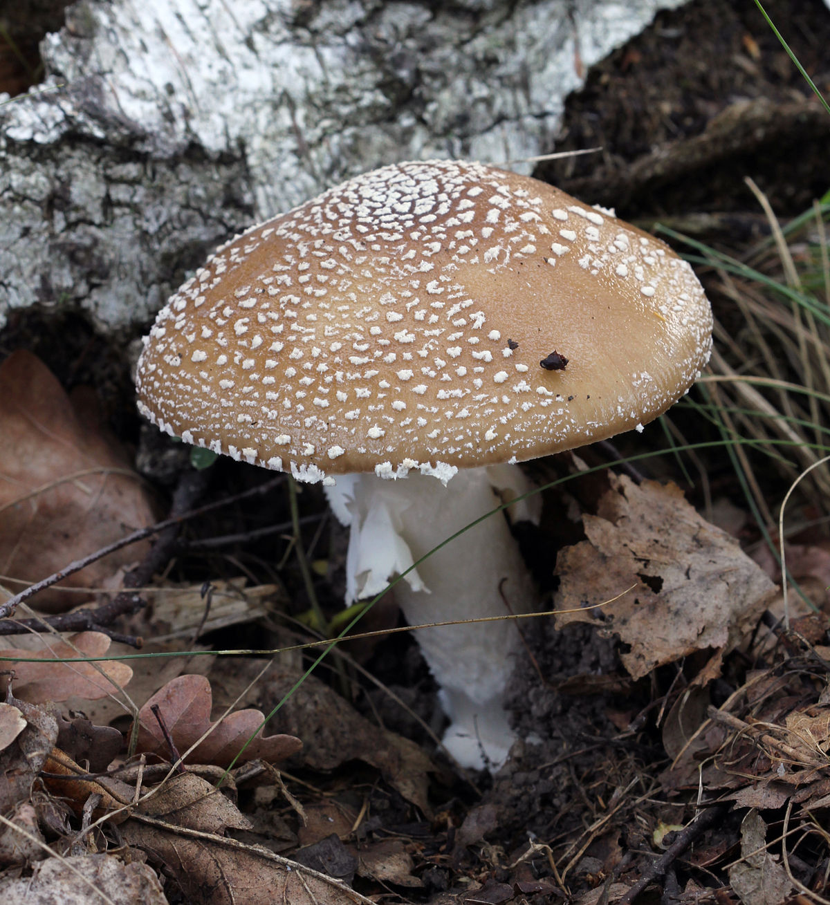 Panther fly agaric