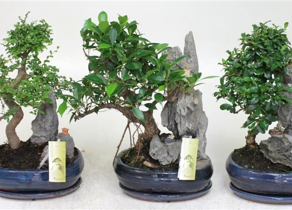 Bonsai ад Sheflera Stylish Interior Дадатак