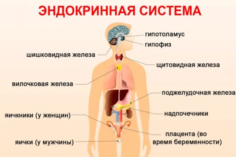 Эндокринная система