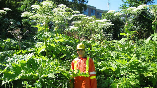 methods of dealing with the poisonous hogweed sosnovsky photo 2