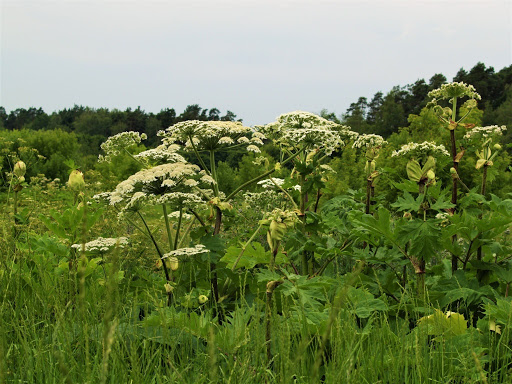 methods of dealing with the poisonous hogweed sosnovsky photo