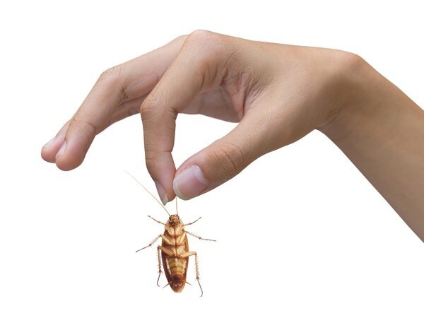 Как правильно вести непримиримую борьбу с тараканами