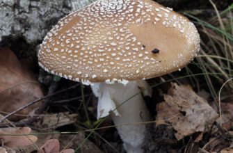 Panther fly agaric