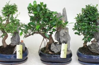 Bonsai ад Sheflera Stylish Interior Дадатак