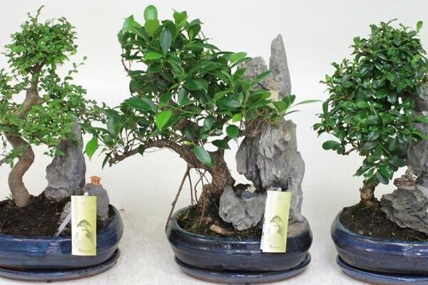 Bonsai ад Sheflera Stylish Interior Дадатак